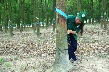 Đảng ủy Nông trường Cao su Tân Hưng: Quan tâm, bồi dưỡng lực lượng hậu bị